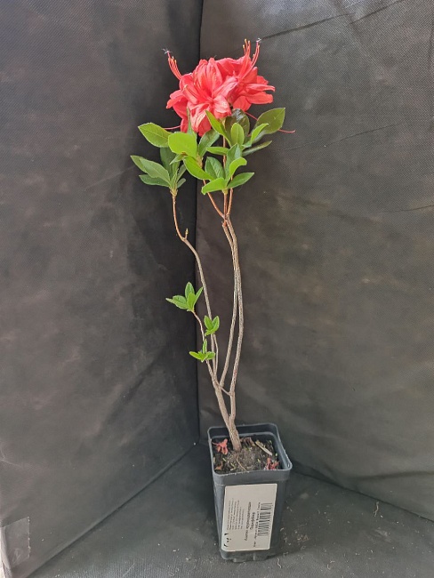 Азалия крупноцветковая Паркфейер 1 шт Р9